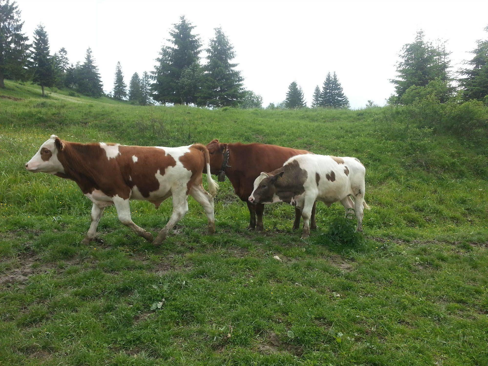 Penzion Pribisko Zuberec Esterno foto